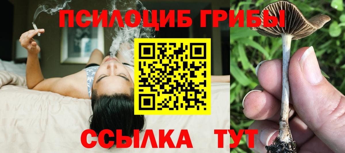 Борзя  Псилоцибиновые грибы Psilocybe  цена   Вход с VPN 